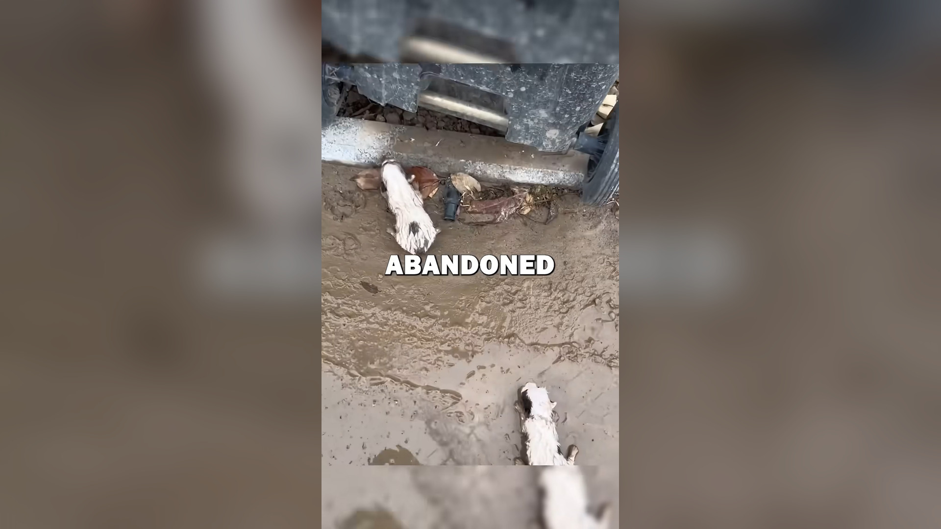 B0404016_SAVING ABANDONED PUPPIES! #animalrescue #animals #pets #dog #cute