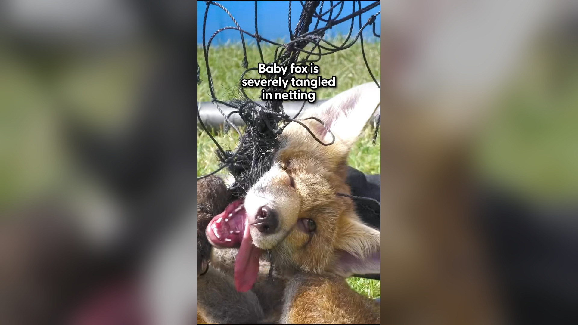 B0404003_She had almost given up hope... until her rescuer arrived ❤️ @Wildlife Aid Foundation was called int