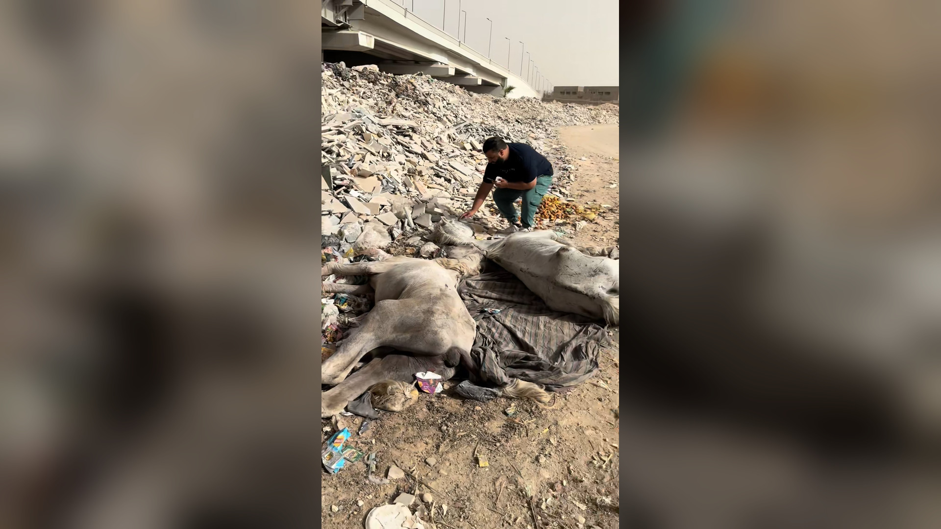 B0404002_#rescue #foryoupage #aninals #help #love #viral #alisafari #nevergiveup #horse #cute