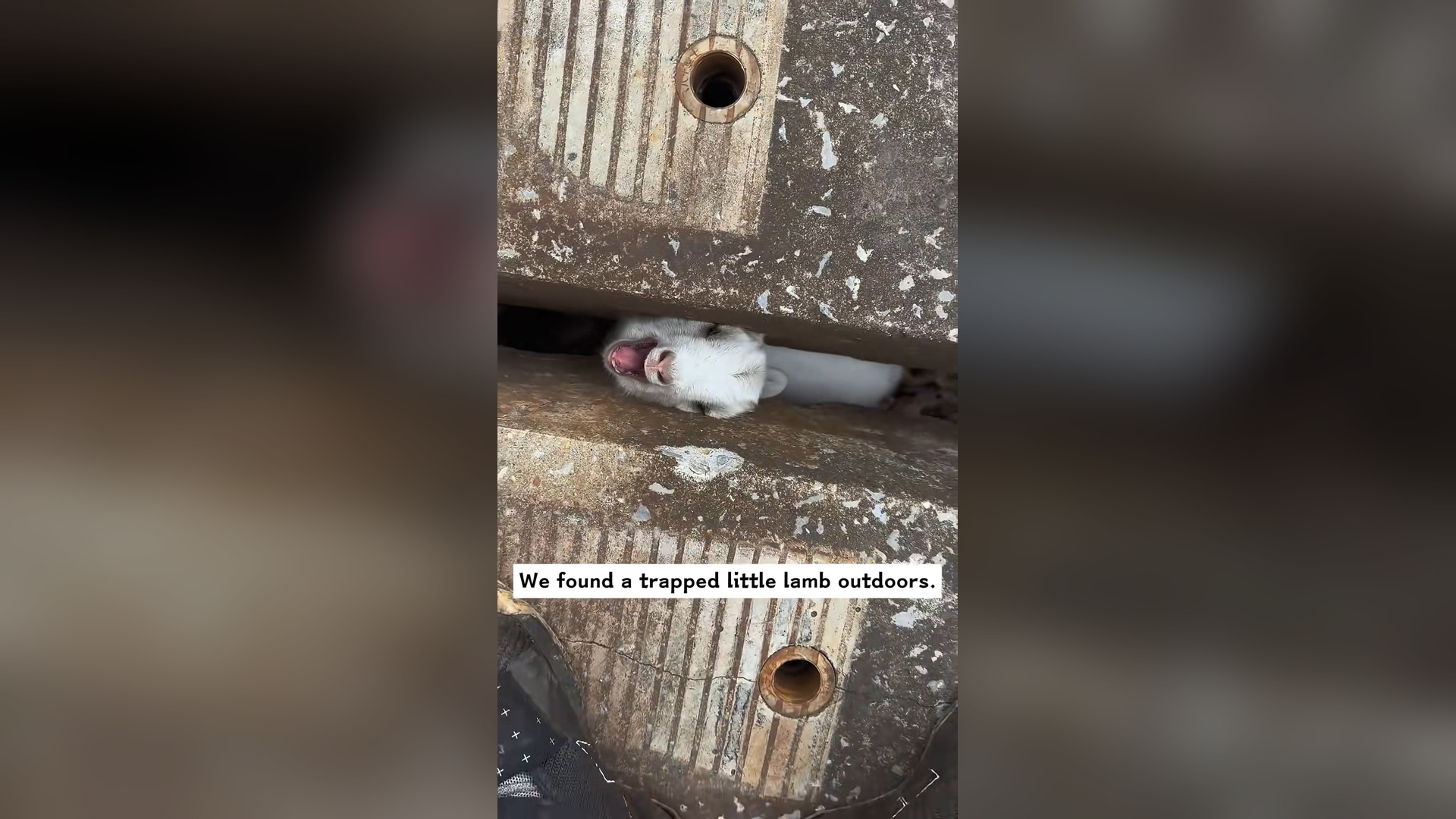 B0404001_We found a trapped little lamb outdoors. We saved it and decided to take it home, and then…#rescue #