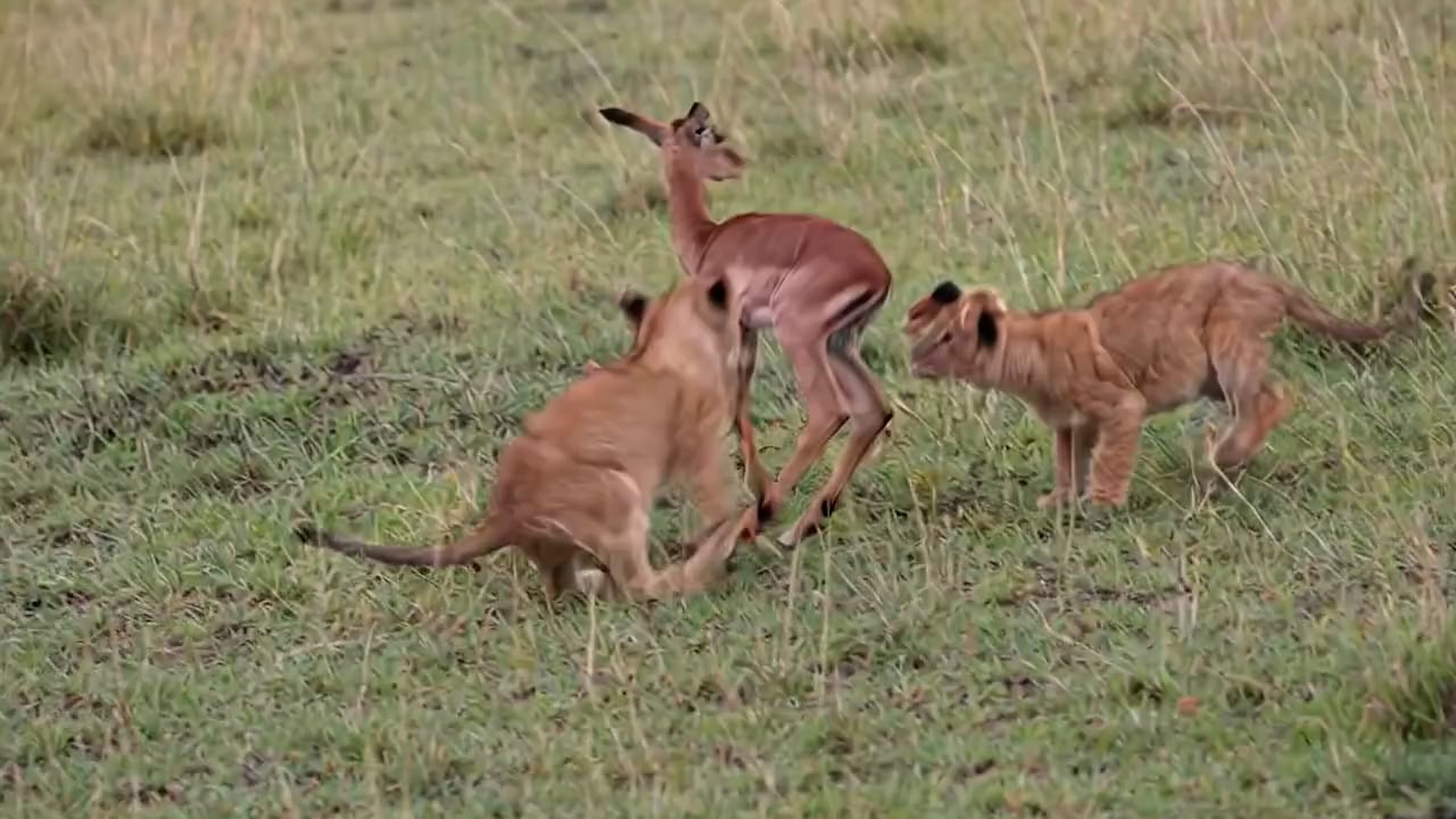 B0904016_Their first steps… into danger