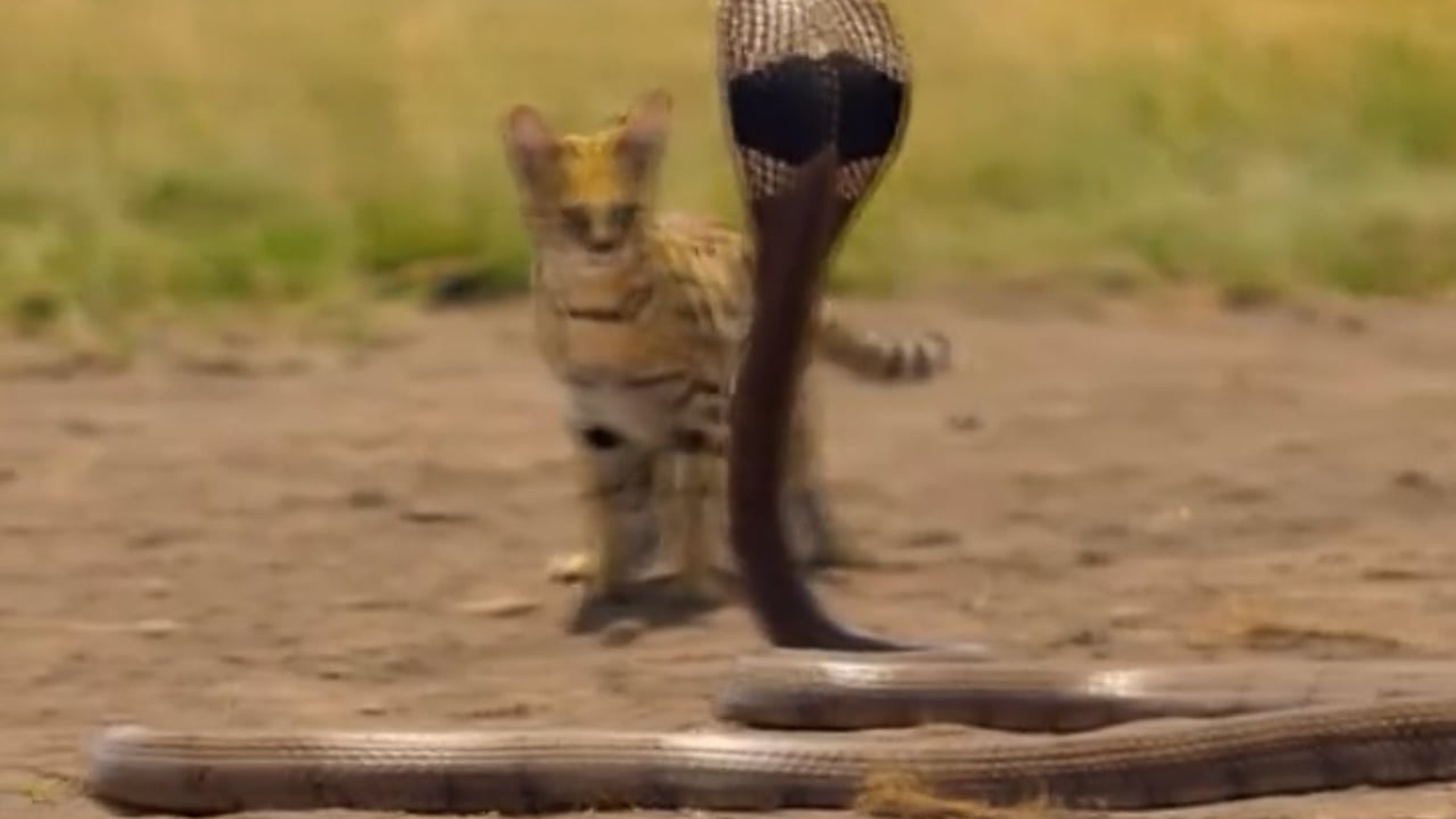 B0904012_Small predator… big courage