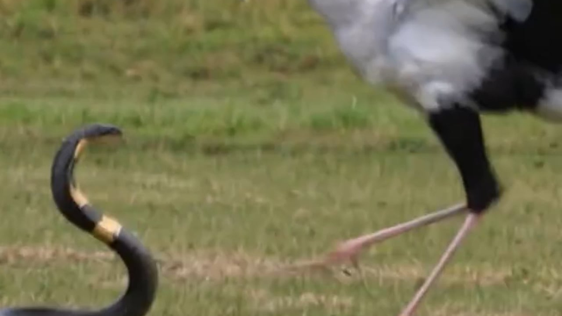 B0904004_The snake picked the wrong opponent