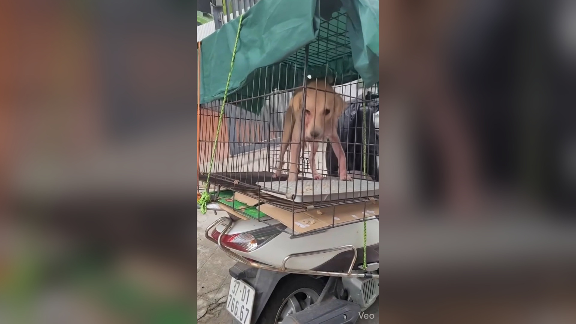 B1004005_WhatatransformationBaloowentthroughBaloow_klu7a8_v1