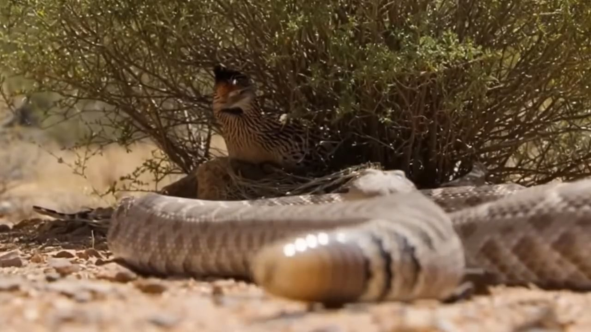 B0904028_You won’t believe who becomes the hunter