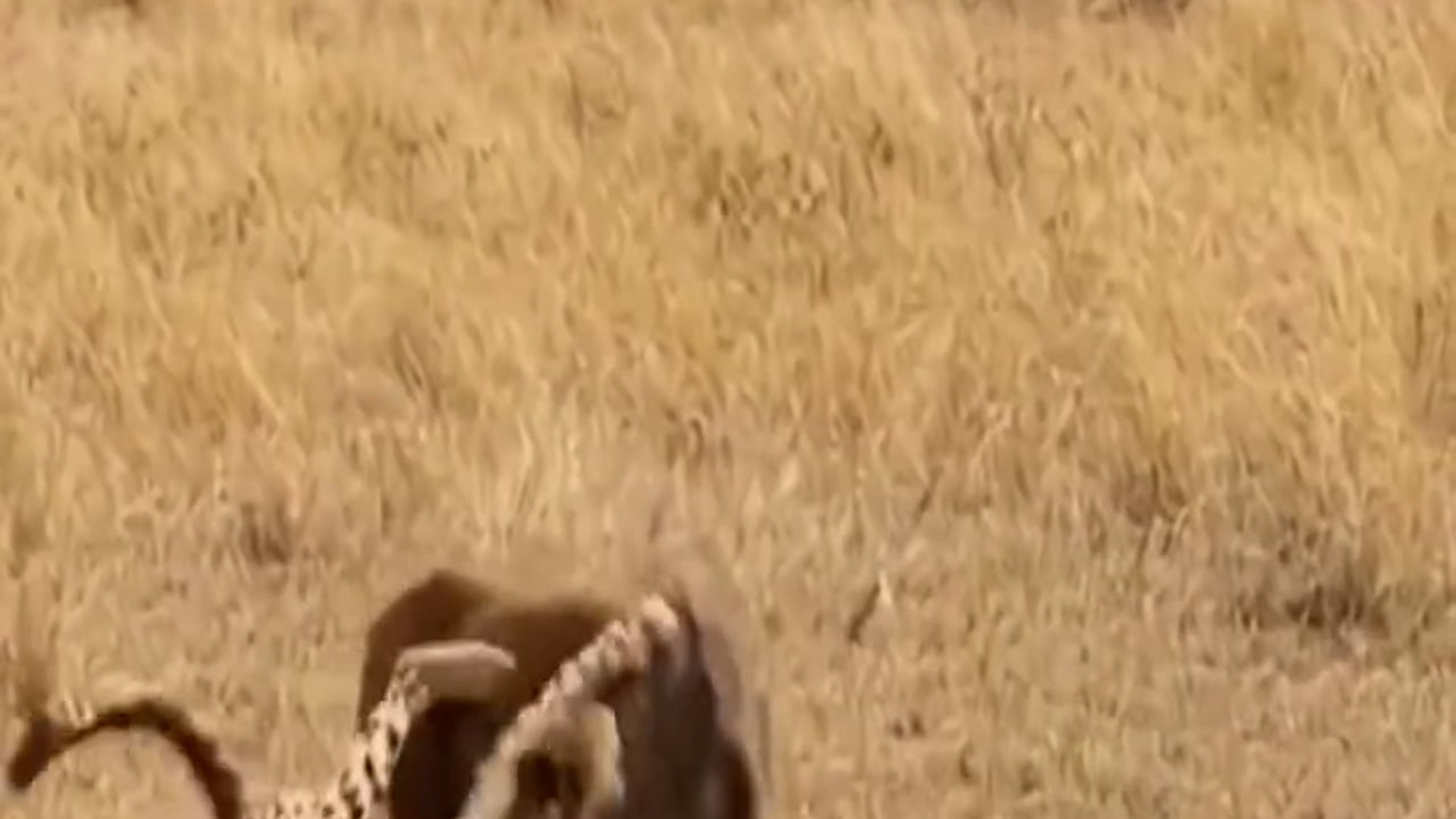 B0904011_When the “prey” refuses to lose