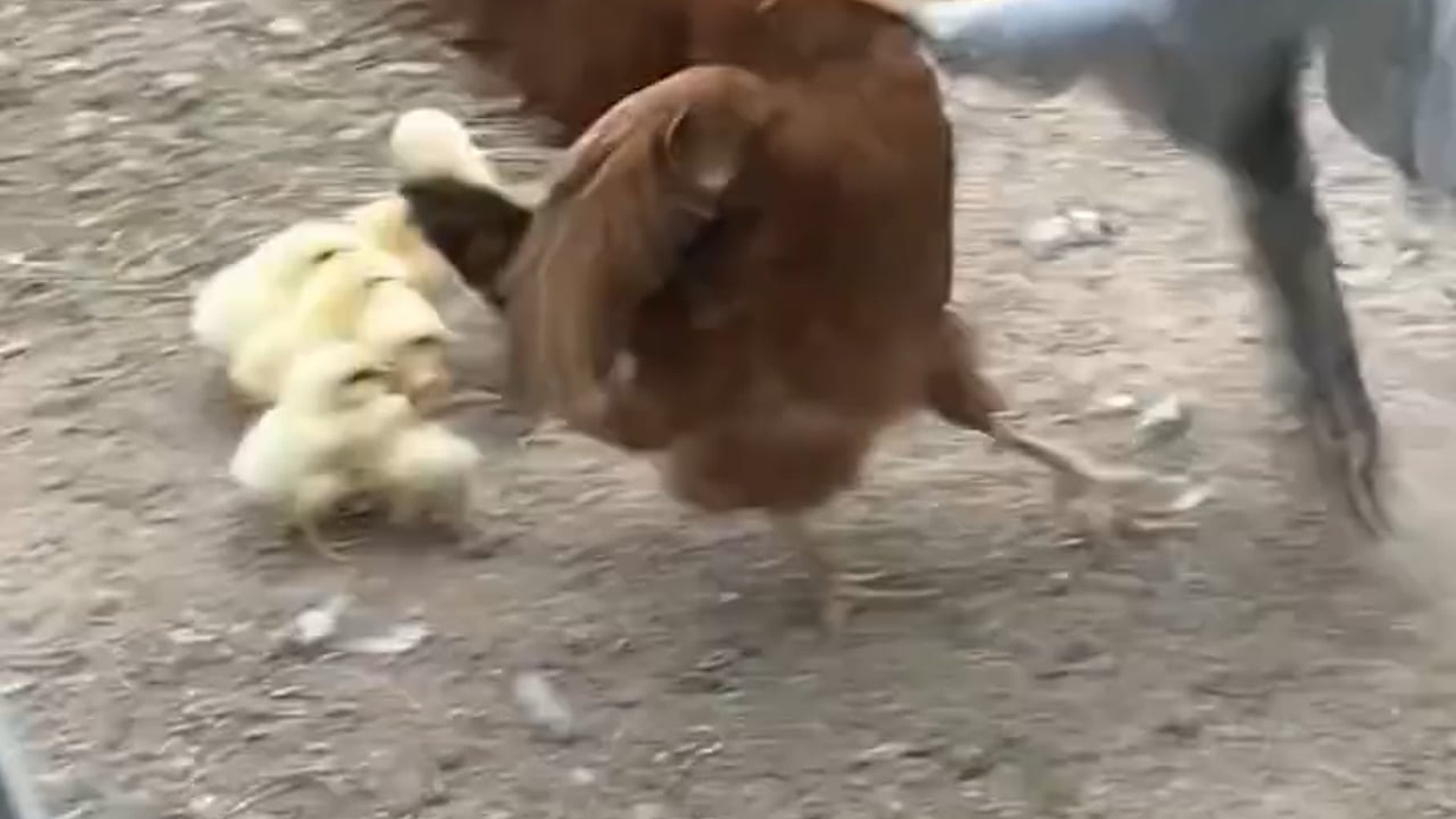 B0904003_A mother’s instinct turned fear into fury