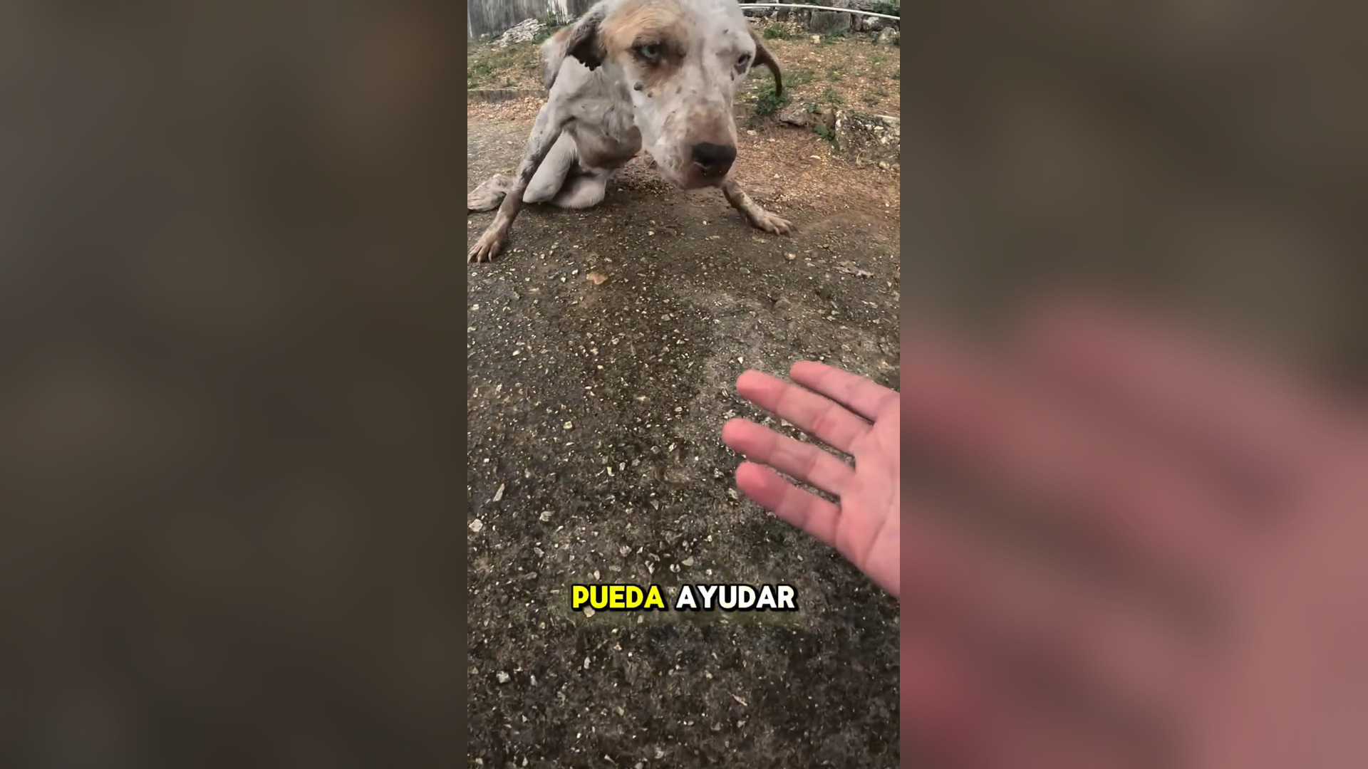 B1104574_Rescuing Lupita