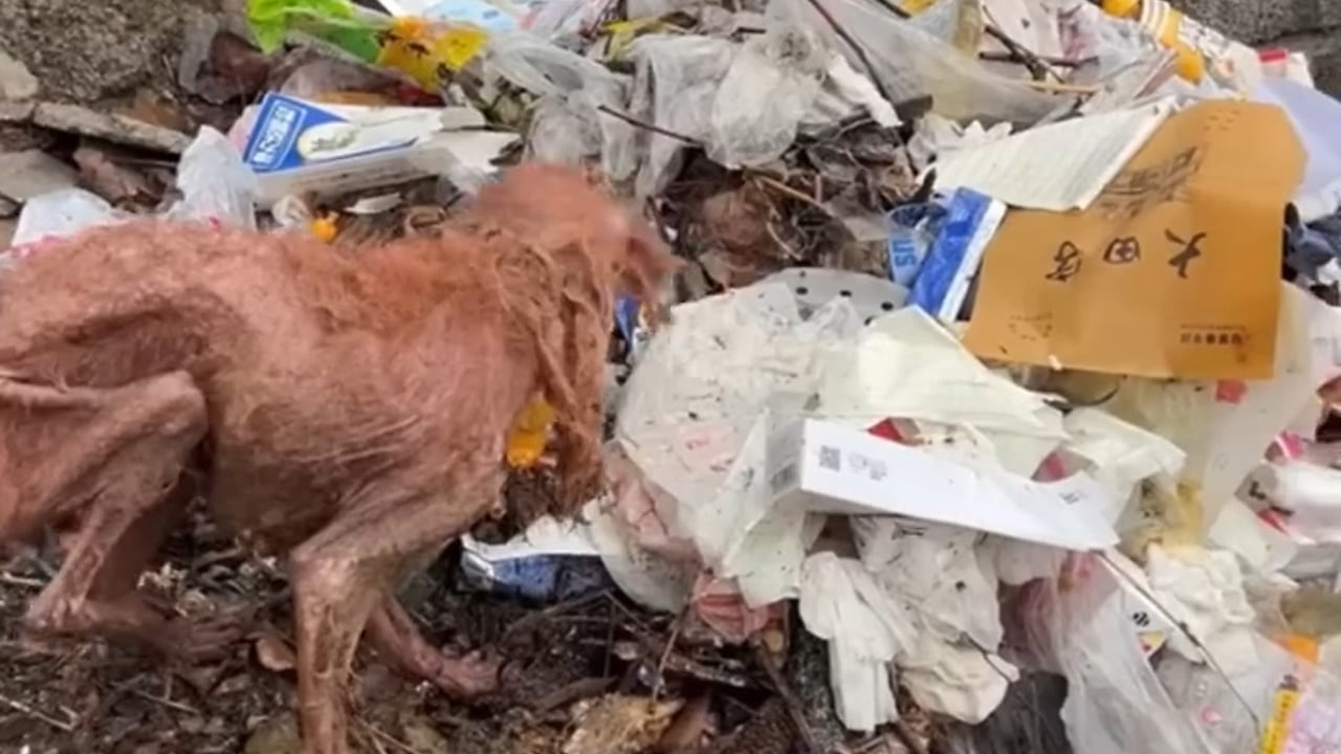 B1104603_She Was Cold, Hungry, Broken Eating Plastic