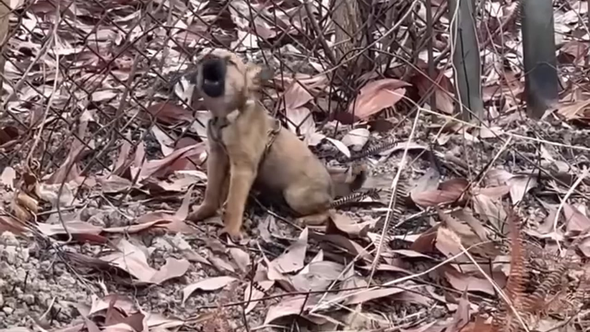 B1104742_This Dog Learned to Survive Alone