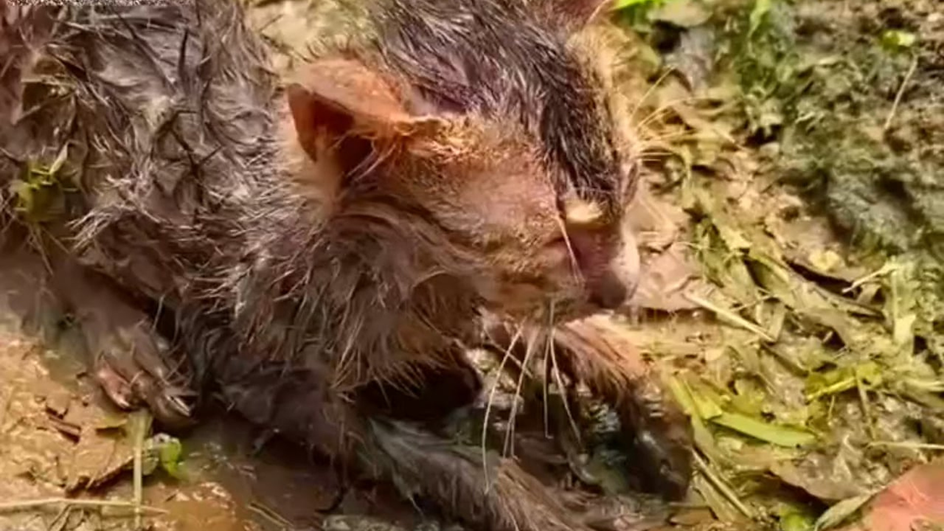 B1104751_Abandoned Kittens Were Left Crying in Public