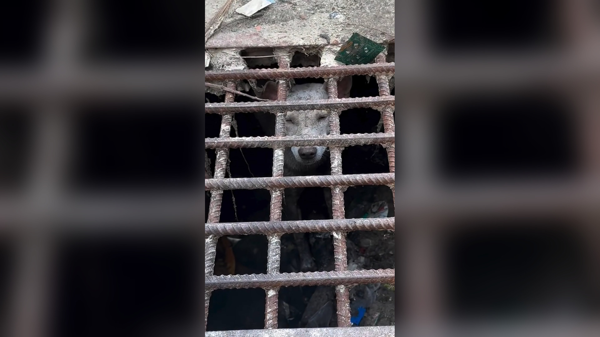 B1104758_Alhamdulillah rescued