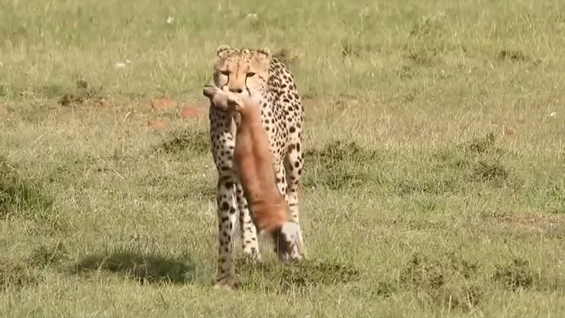 B1104848_Cheetah Cubs Practice