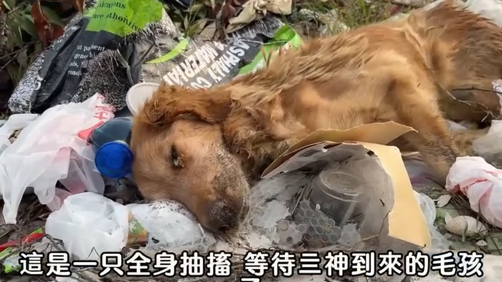 B1104964_His Owner Dumped Him in the Trash While He Was Dying
