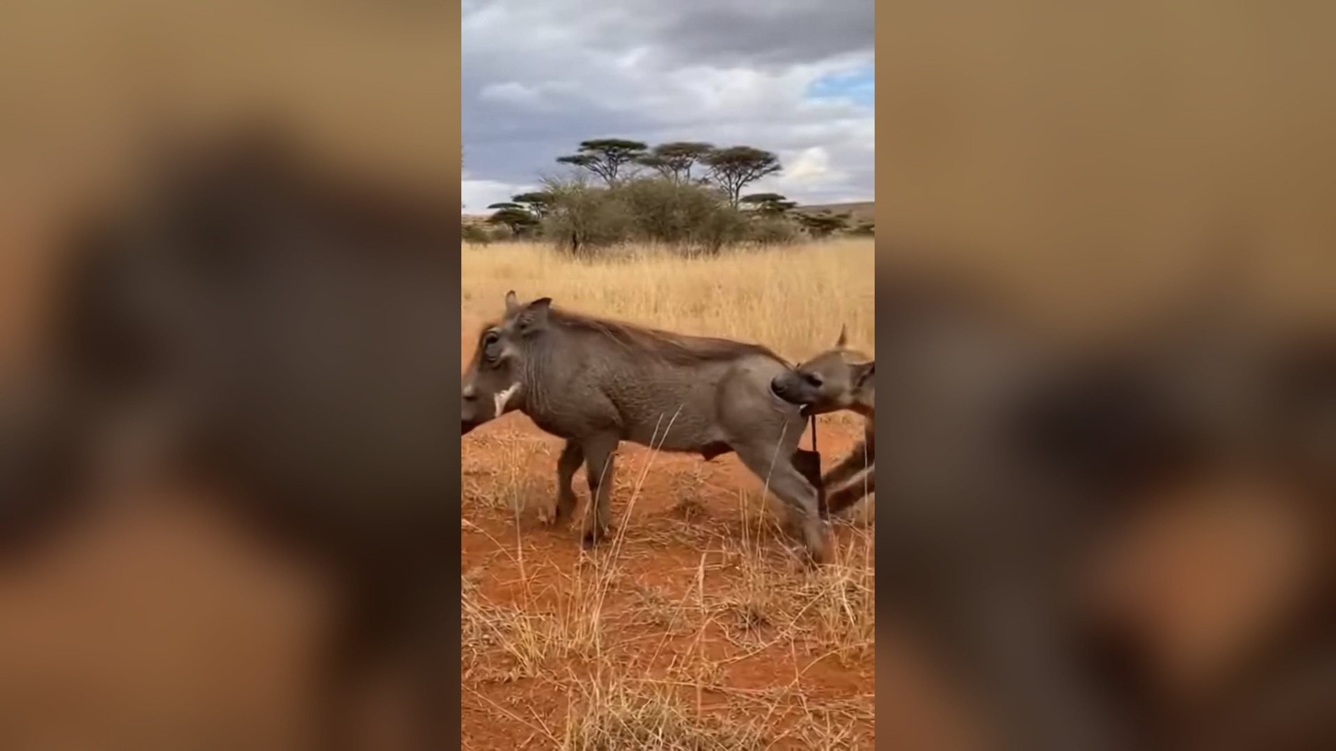 B1204195_Warthog vs. Hyena