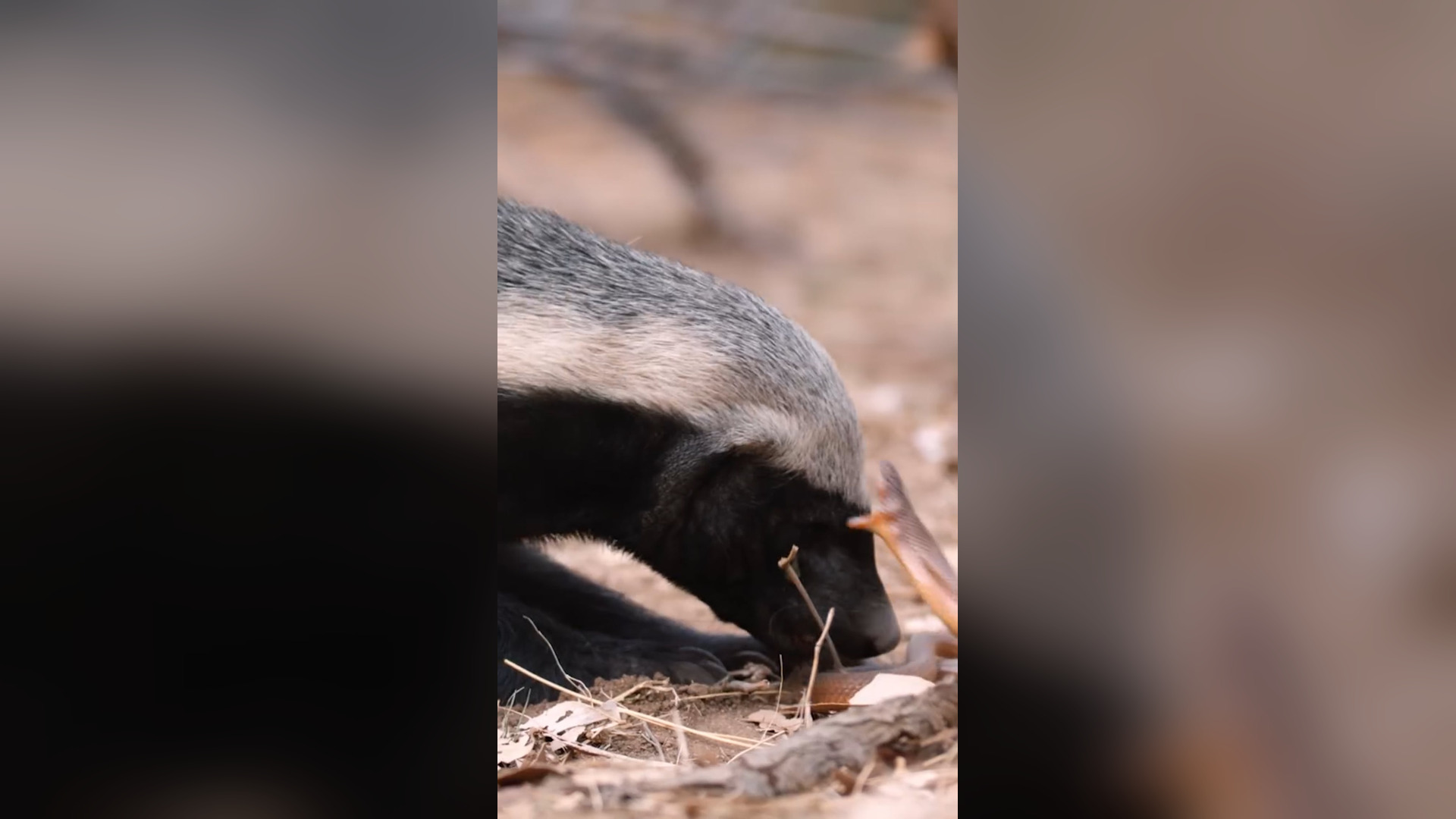 B1204227_Snakes are pretty