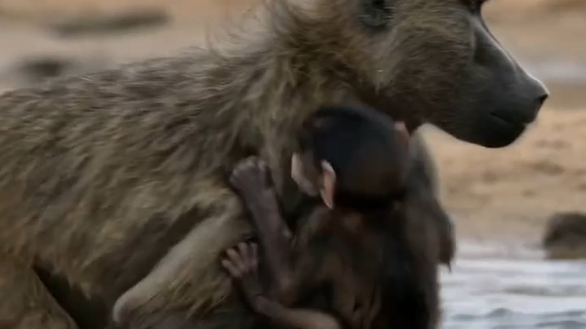 B1204363_Baby Baboon Narrowly Es