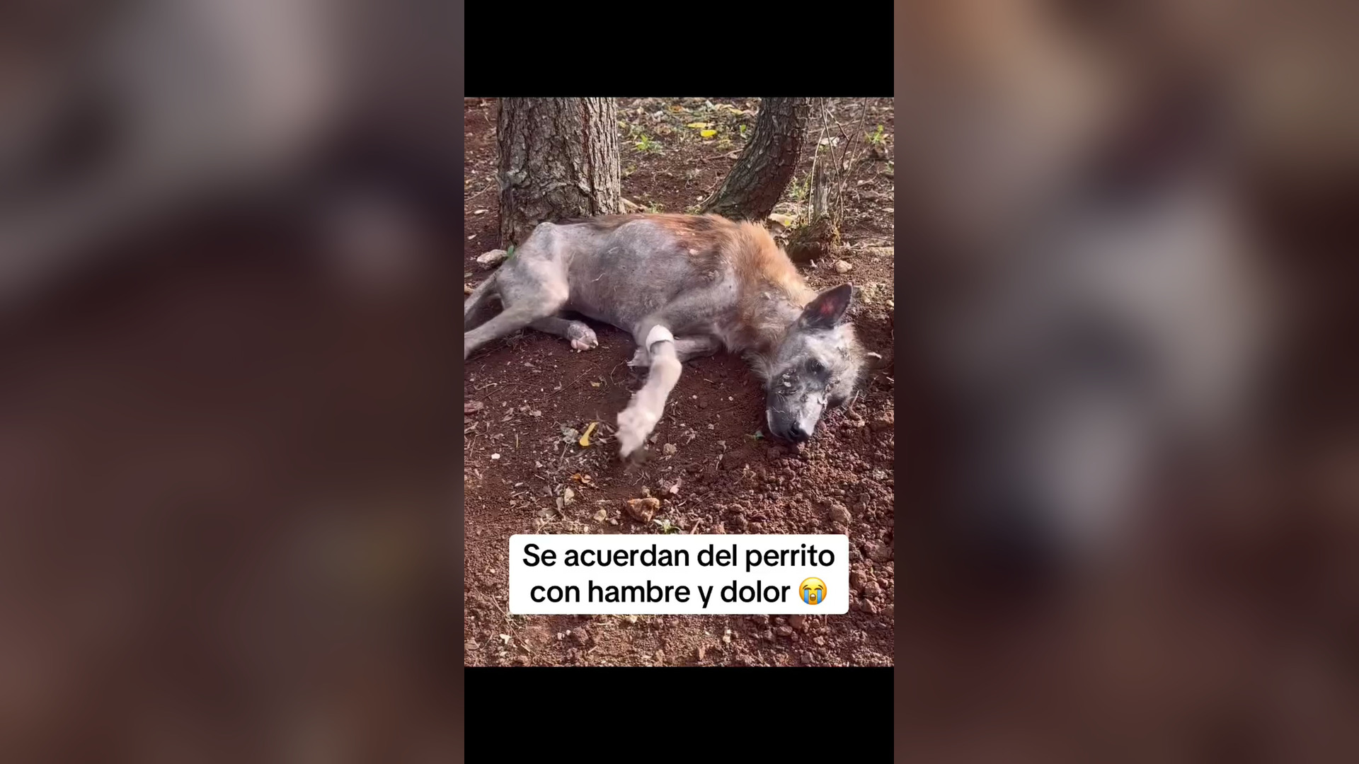 B1204771_Se acuerdan del perri