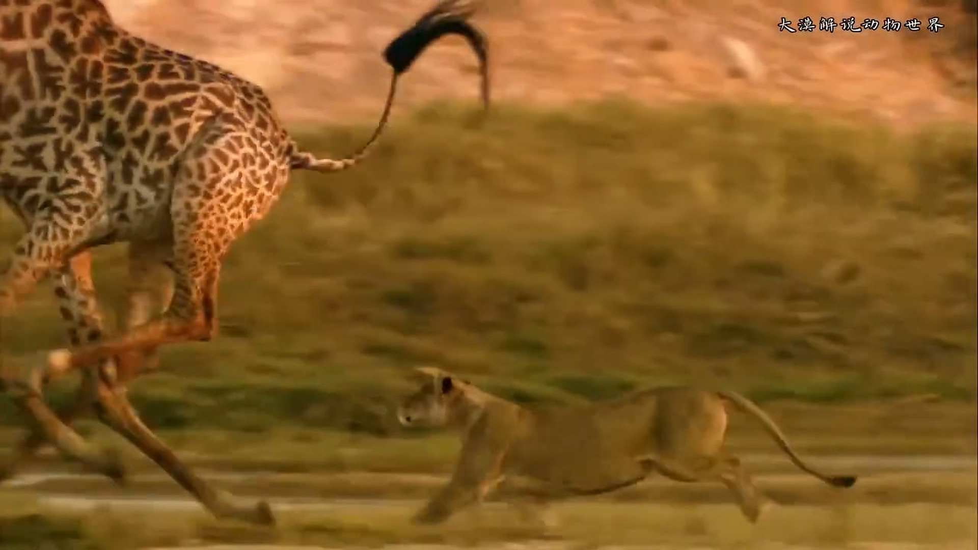 B1204918_Lions hunt heavy giraffe meal