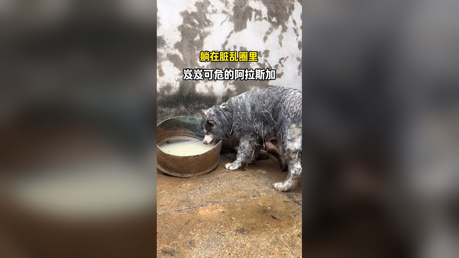 B1304196_Alaska was injured, but the owner kept it in a pig pen. We went to rescue it, but the other party took the opportunity