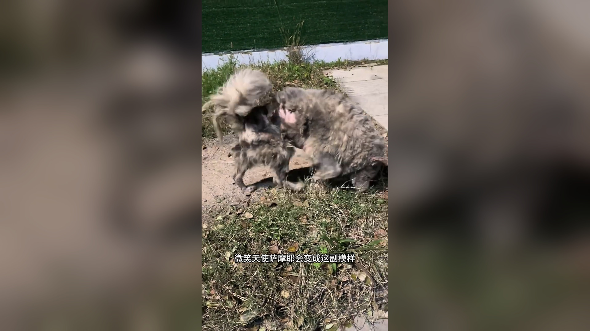 B1304210_I want to let it know the love and warmth of this world, and tell it that this is its forever home. Don’t worry, I will