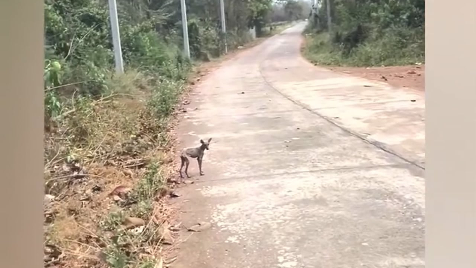 B1304901_Brave Little Dog