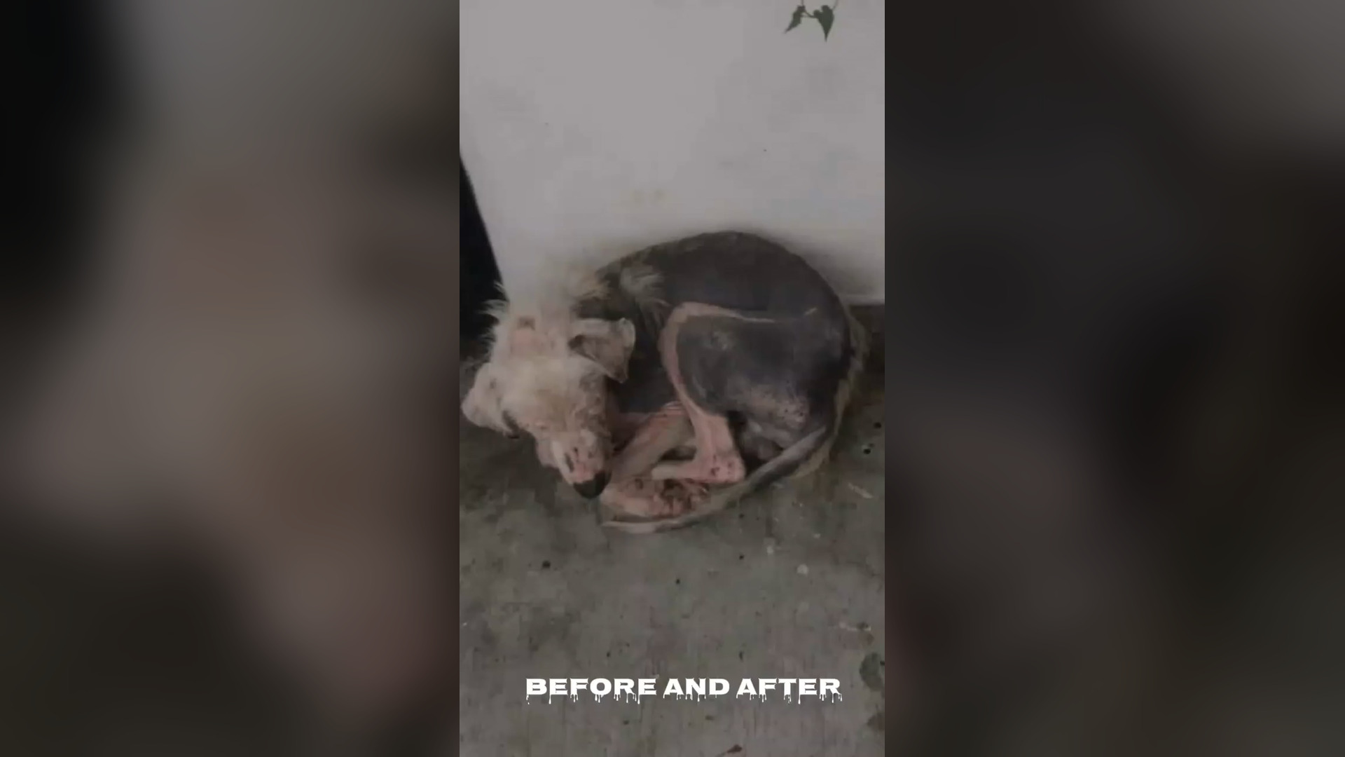 B1304909_MEET PAENG, CARPET AN