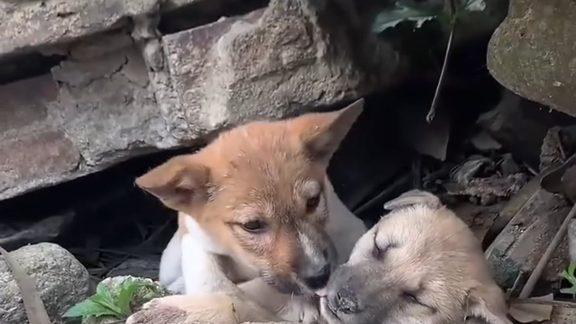 B1304987_Please help save these