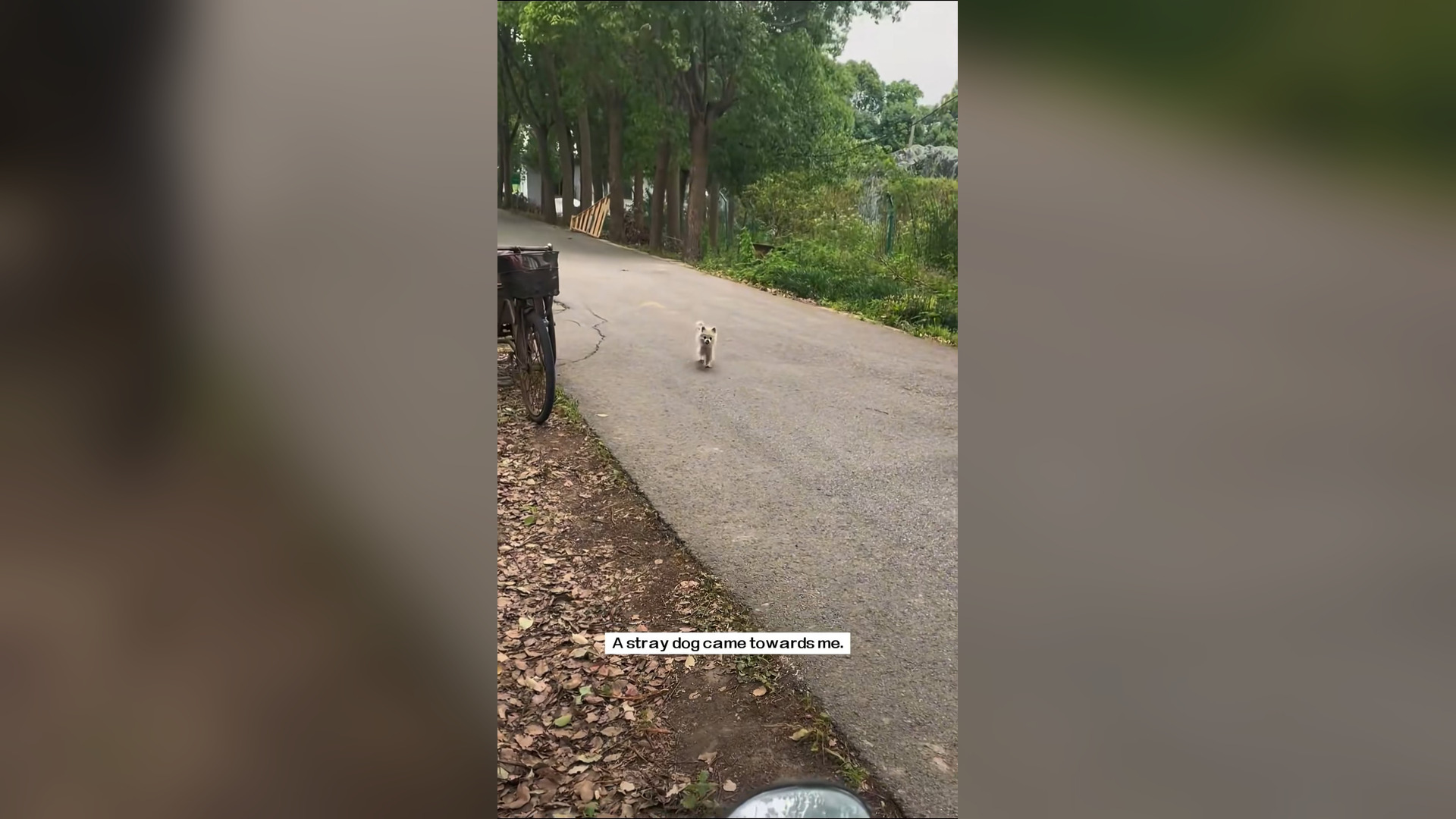 B1604005_A Stray Dog Came Towards - You Need To Watch This �