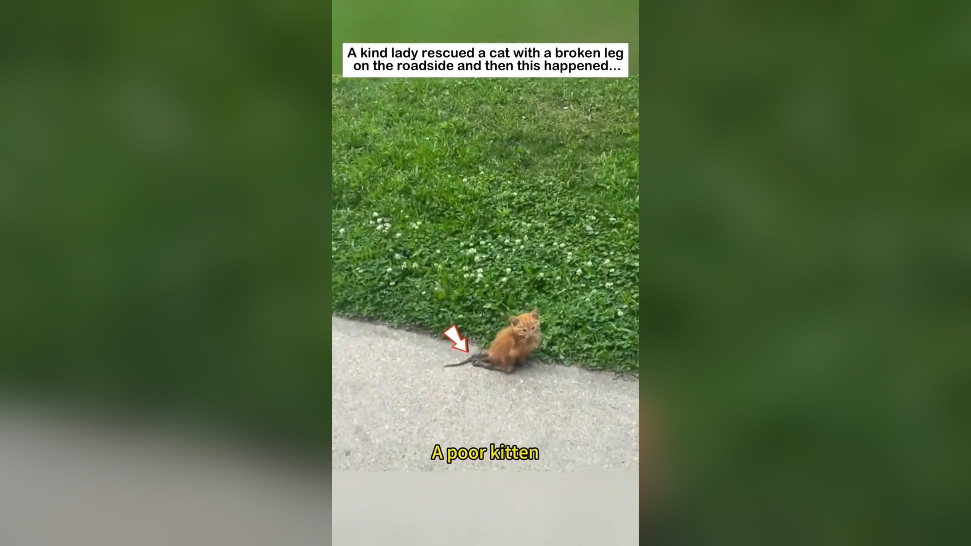 B1604006_A Kind Woman Rescued A - This Made Me Cry ❤️