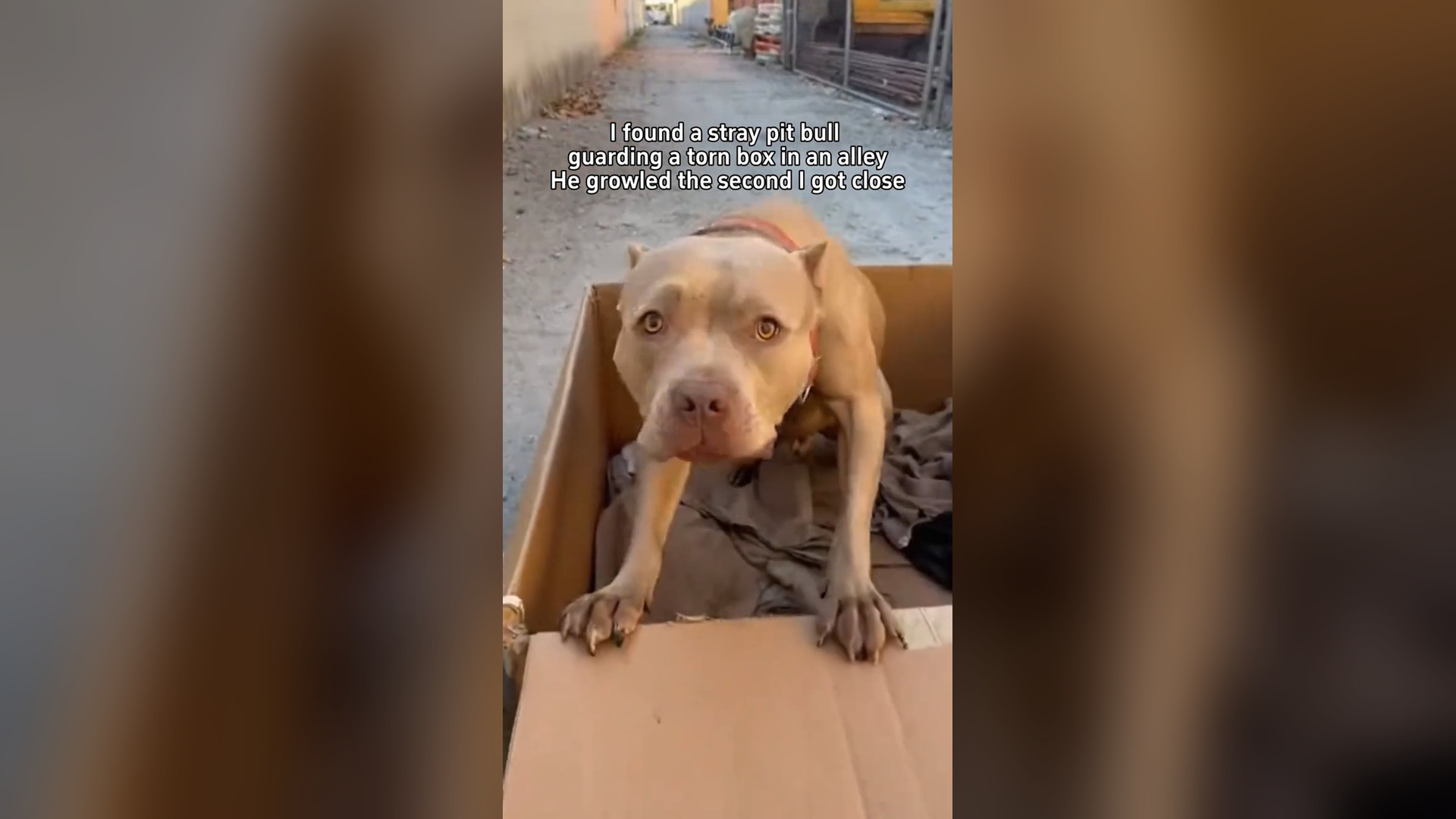 B1604006_A Stray Pit Bull Guarded - What They Did Is Crazy �