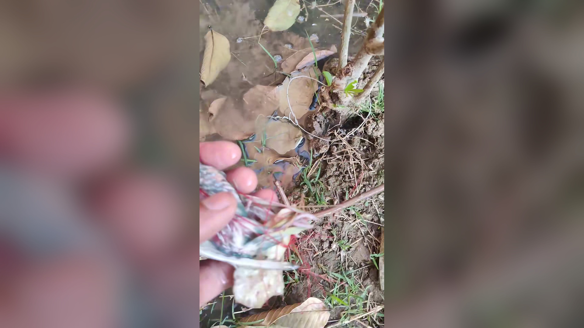 B2104002_#creatorsearchinsights rescue baby parrot � #rescue #bird #babyparrot #fyp #birdsoftiktok #animal