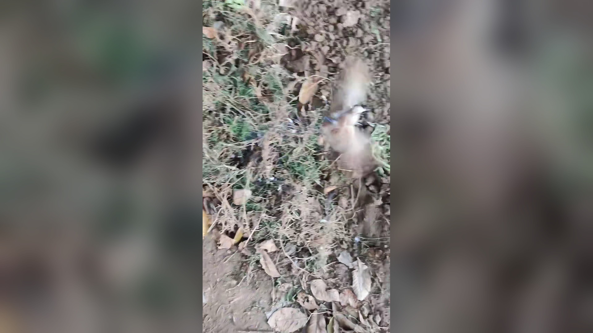 B2104003_#creatorsearchinsights rescue bird #birdsoftiktok #birds #rescuebird #animalsoftiktok