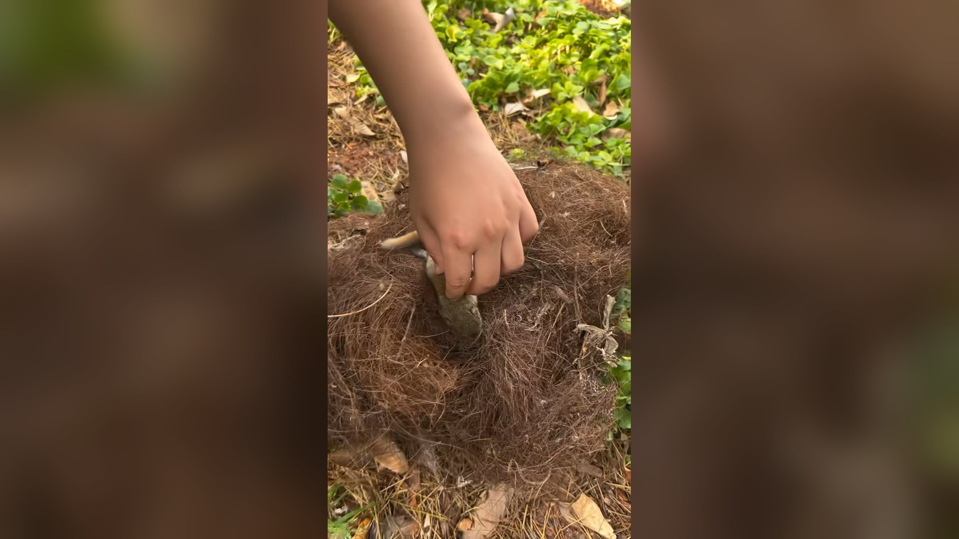 B2104007_A squirrel's nest fell from a tree containing a baby squirrel. I rescued it and decided to adopt it