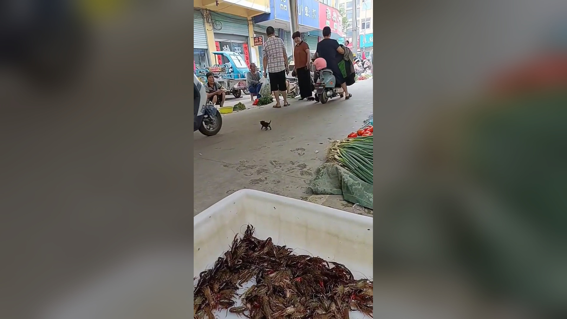 B2104011_I found a kitten at the market. it's so cute and happy ending � #kitten #animalsoftiktok #rescueani