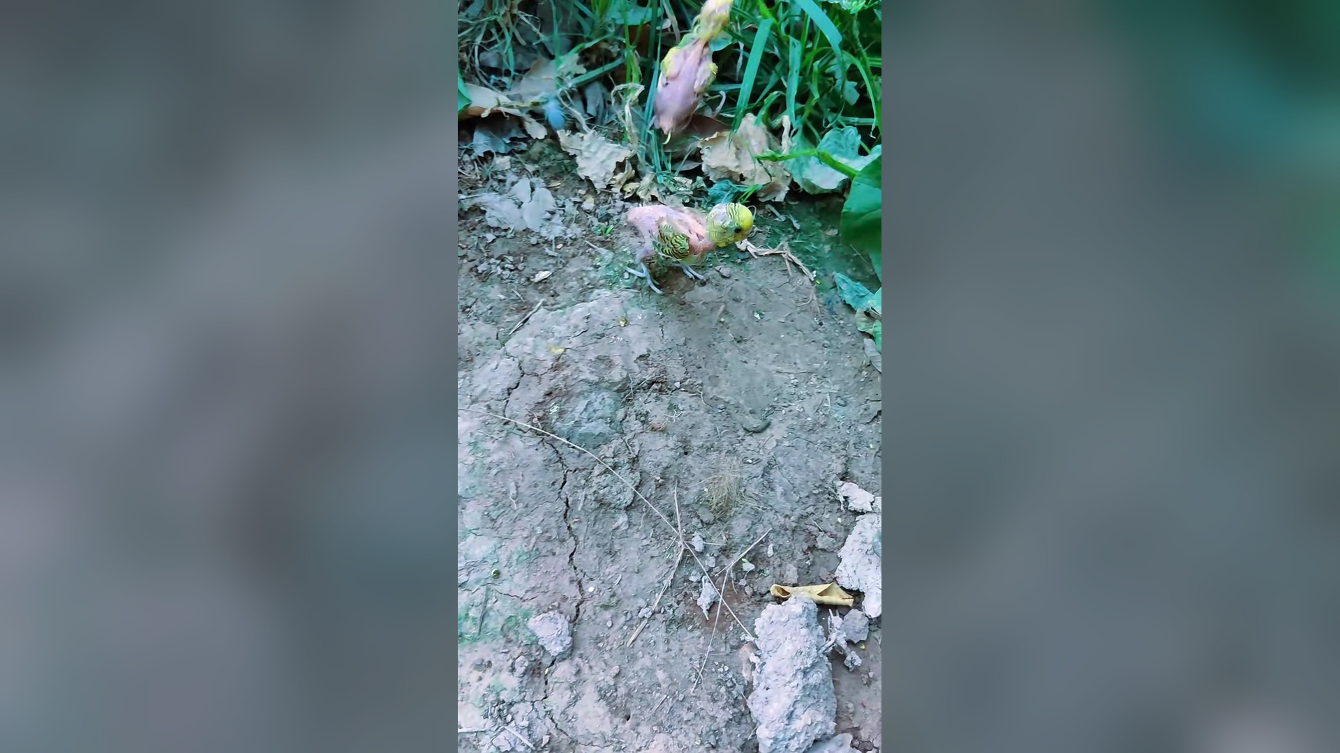 B2104012_I found a very cute babies parrot and I adopted � #parrotsoftiktok #babyparrot #birds #parrot #resc
