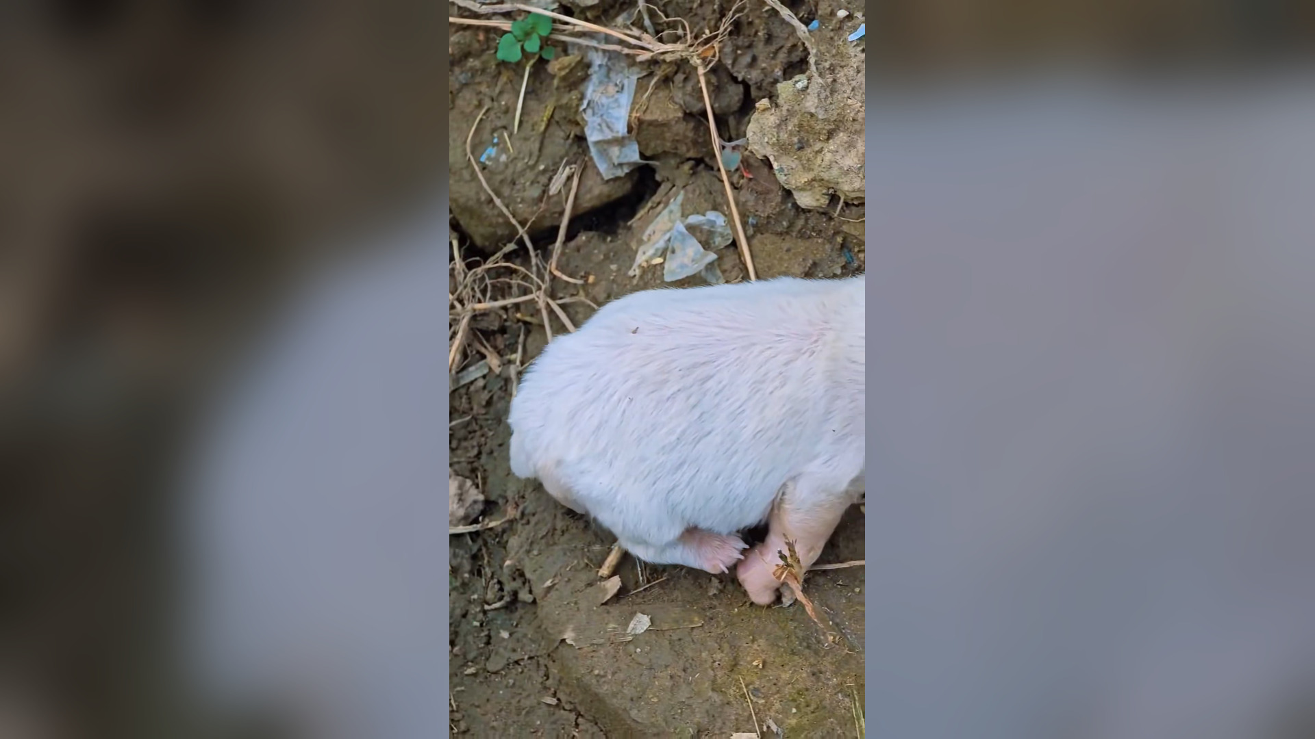 B2104015_I found a very small white puppy on the way, I rescued it #rescueanimals #puppy #puppylife #animalr