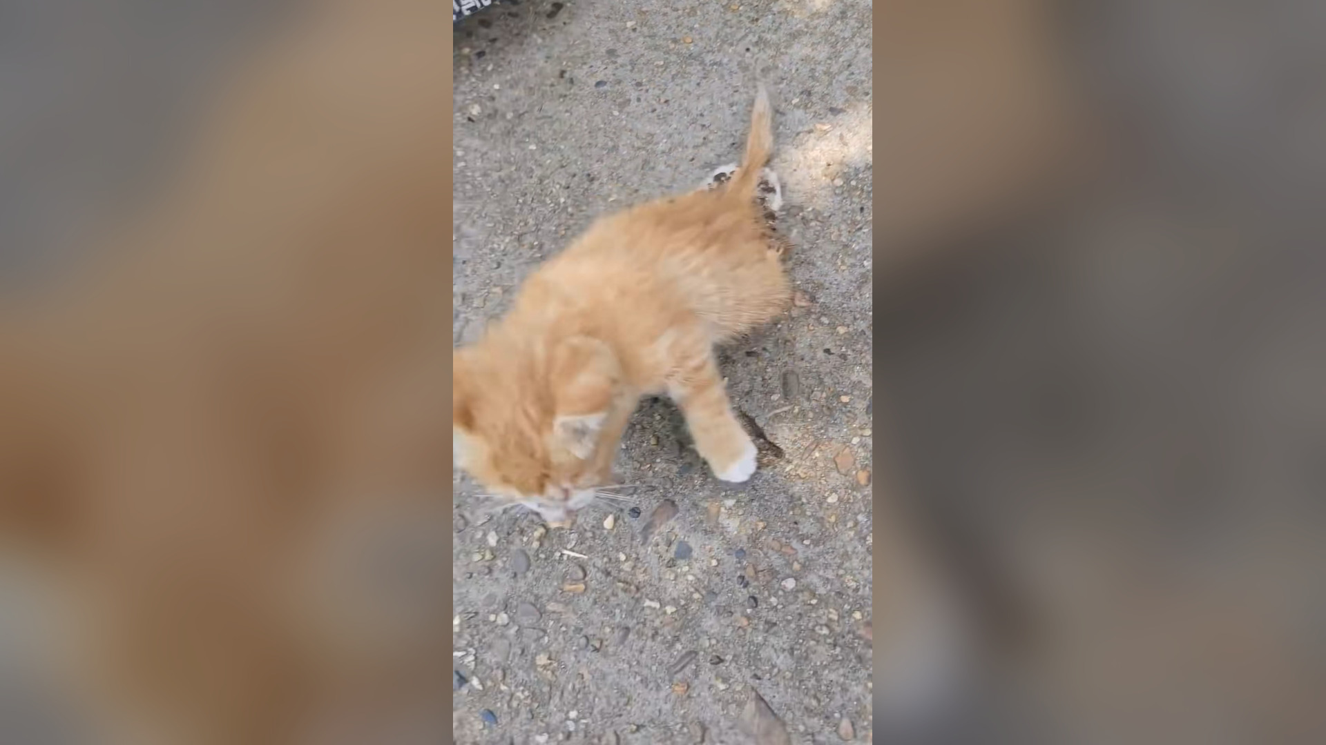 B2104016_i found an injured kitten and I rescued it so I decided to adopt it � #rescueanimals #kitten #anima