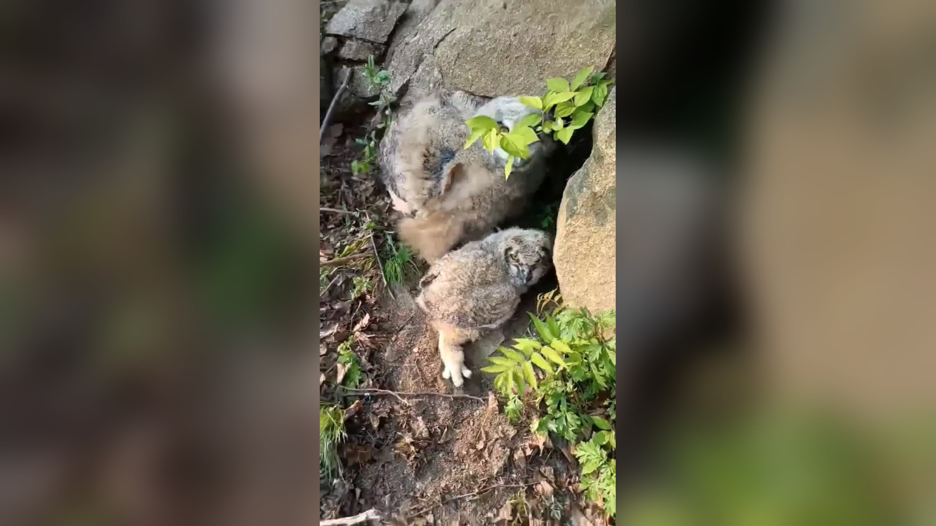 B2104017_I found an owl and a baby owl in the forest they are very hungry I fed them � #owl #babyowl #rescue