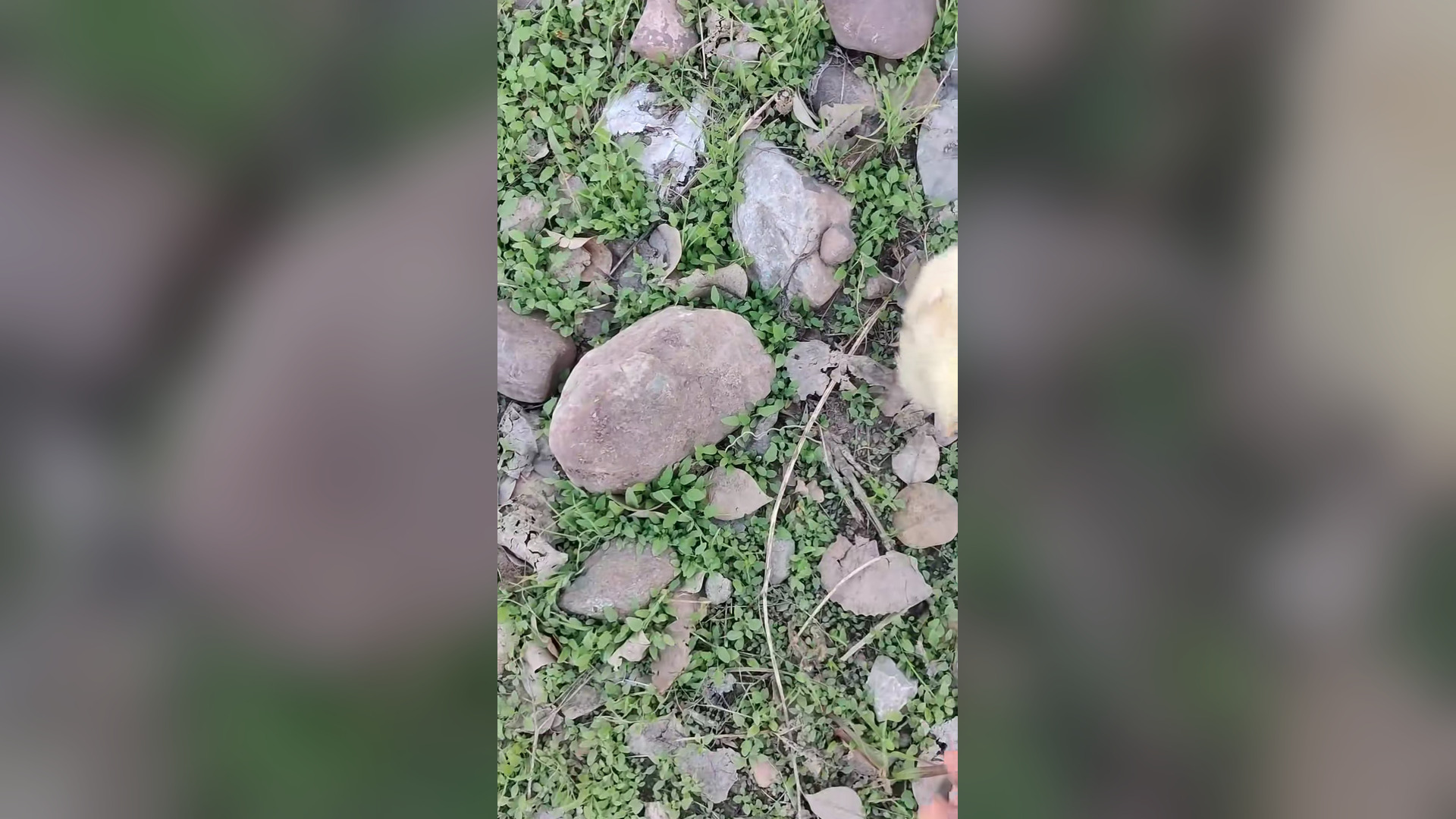 B2104018_I found baby chicken and save hes life #fyp #animals #animalsoftiktok #respect #animallover #birds