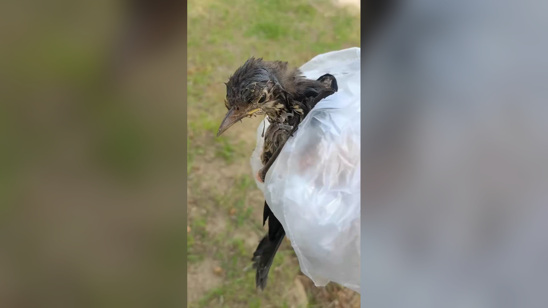 B2104020_poor baby Bird rescue and happy ending � #babybird #rescuebird #birdsoftiktok #fyp