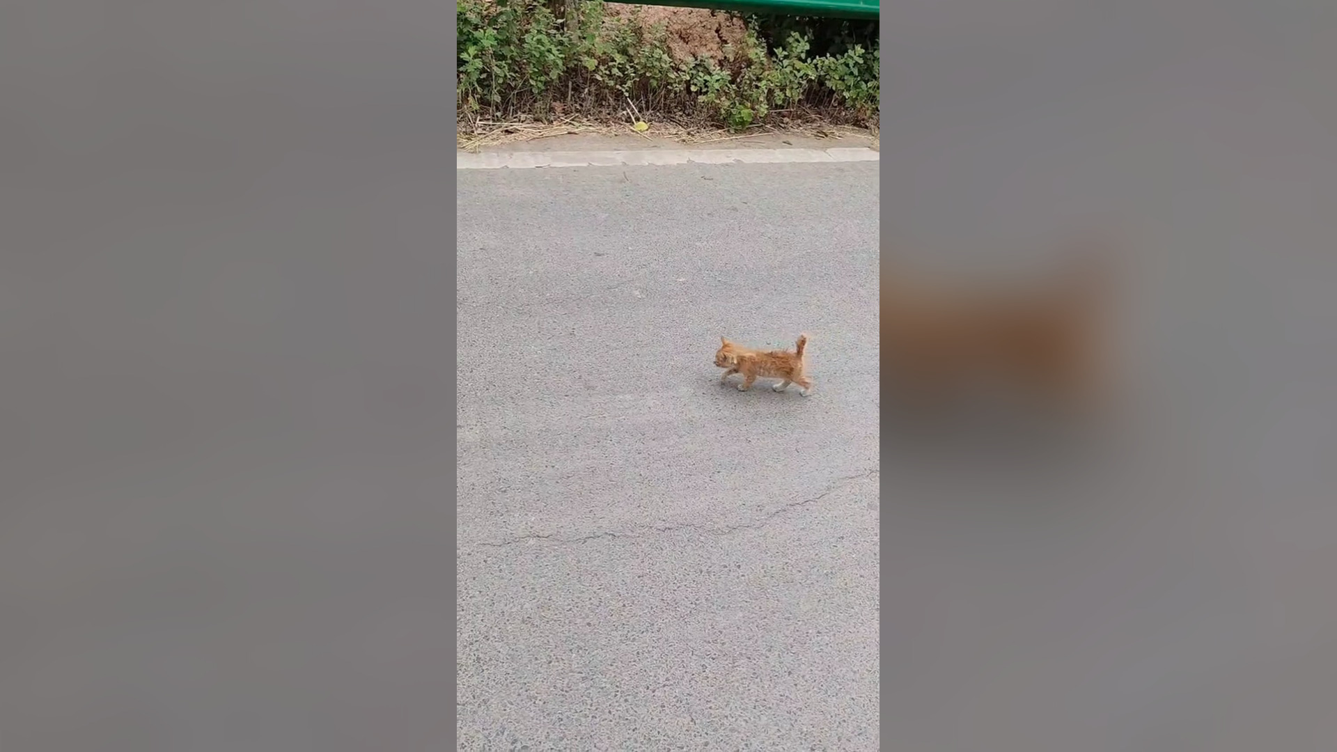 B2104022_poor kitten rescue and happy ending � #rescueanimals #rescuekitten #animalsoftiktok #kitten #cat #f