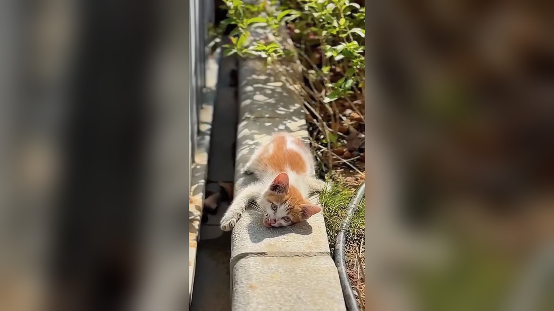 B2104024_rescue injured kitten it was very cute now it's member of our family � #rescuekitten #rescueanimal