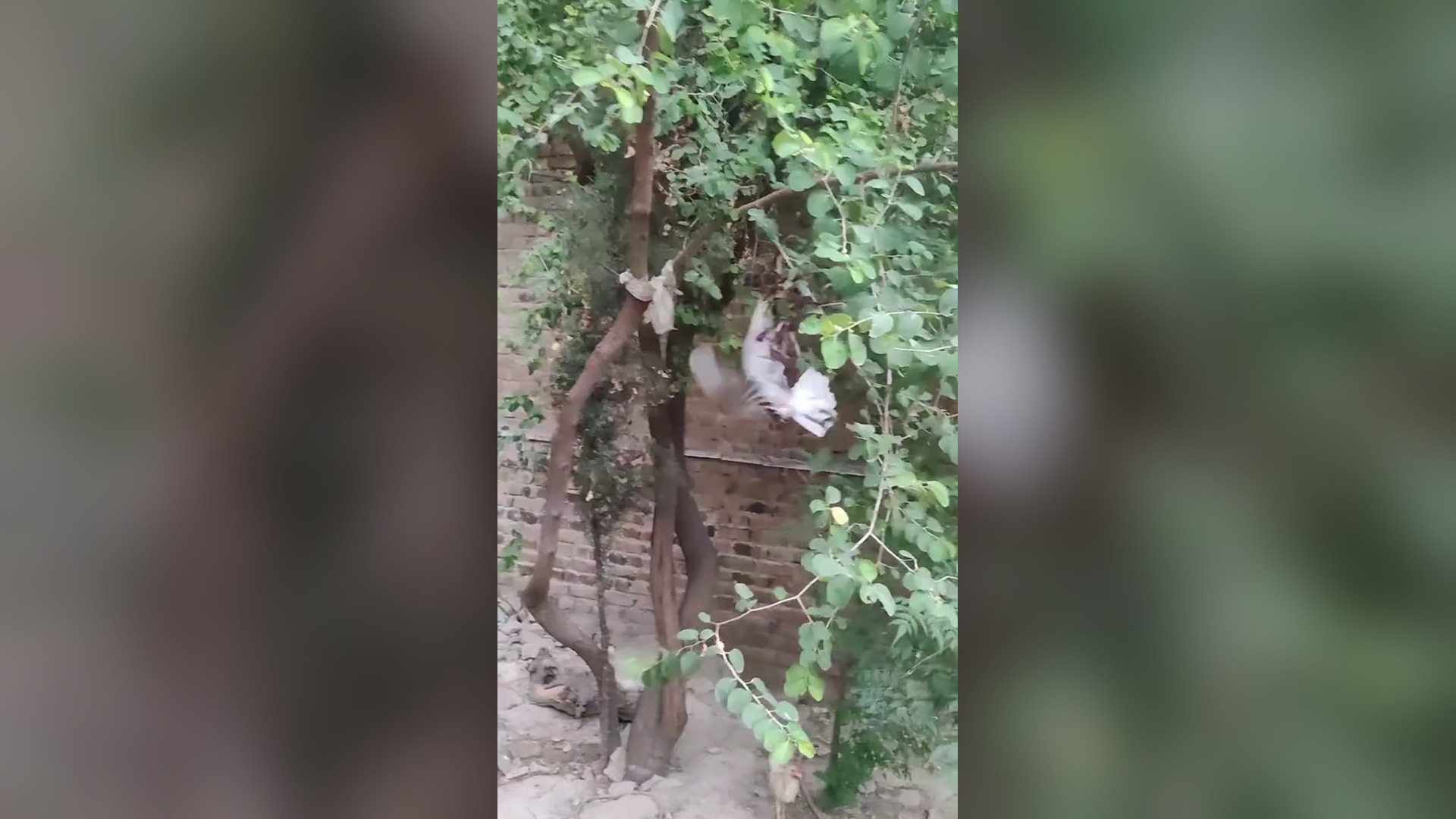 B2104026_rescue pigeon The pigeon was stuck in a tree I saved it. #rescueanimals #birdsoftiktok #pigeon #dove