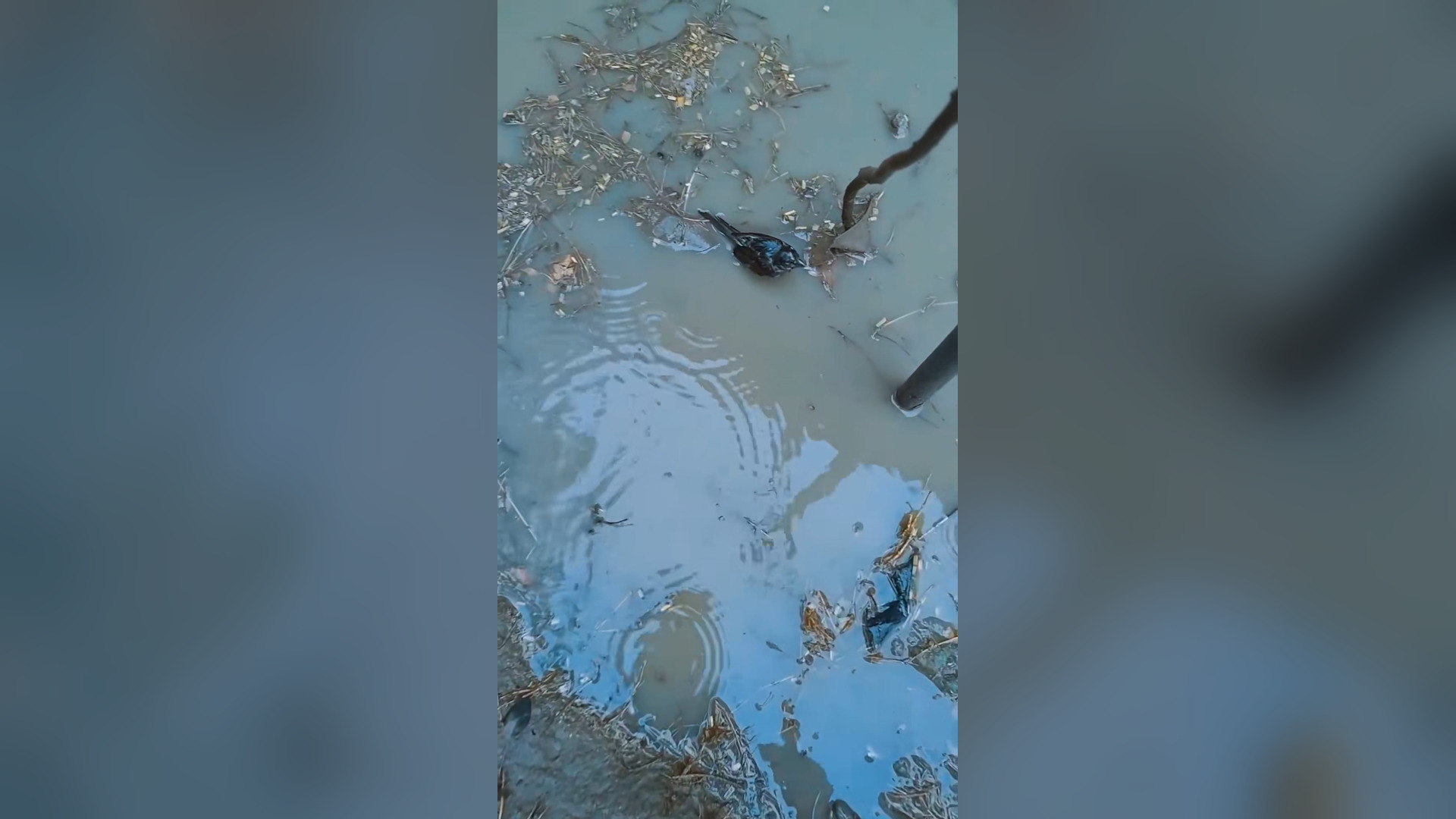 B2104028_rescue poor birds and happy ending � #rescuebird #birdsoftiktok #babybird #rescueanimals #fyp