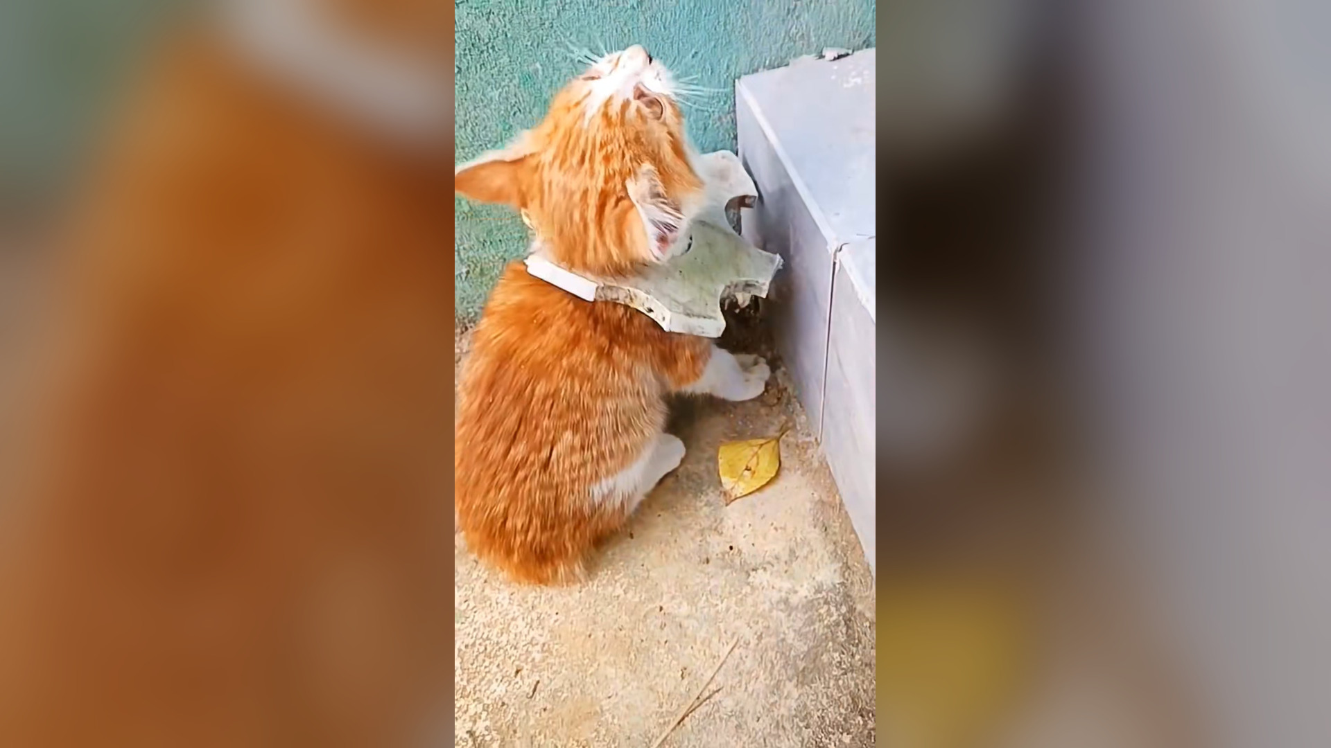 B2104030_rescue poor kitten and happy ending � #rescue #kitten #kittenlove #babyanimals #fyp