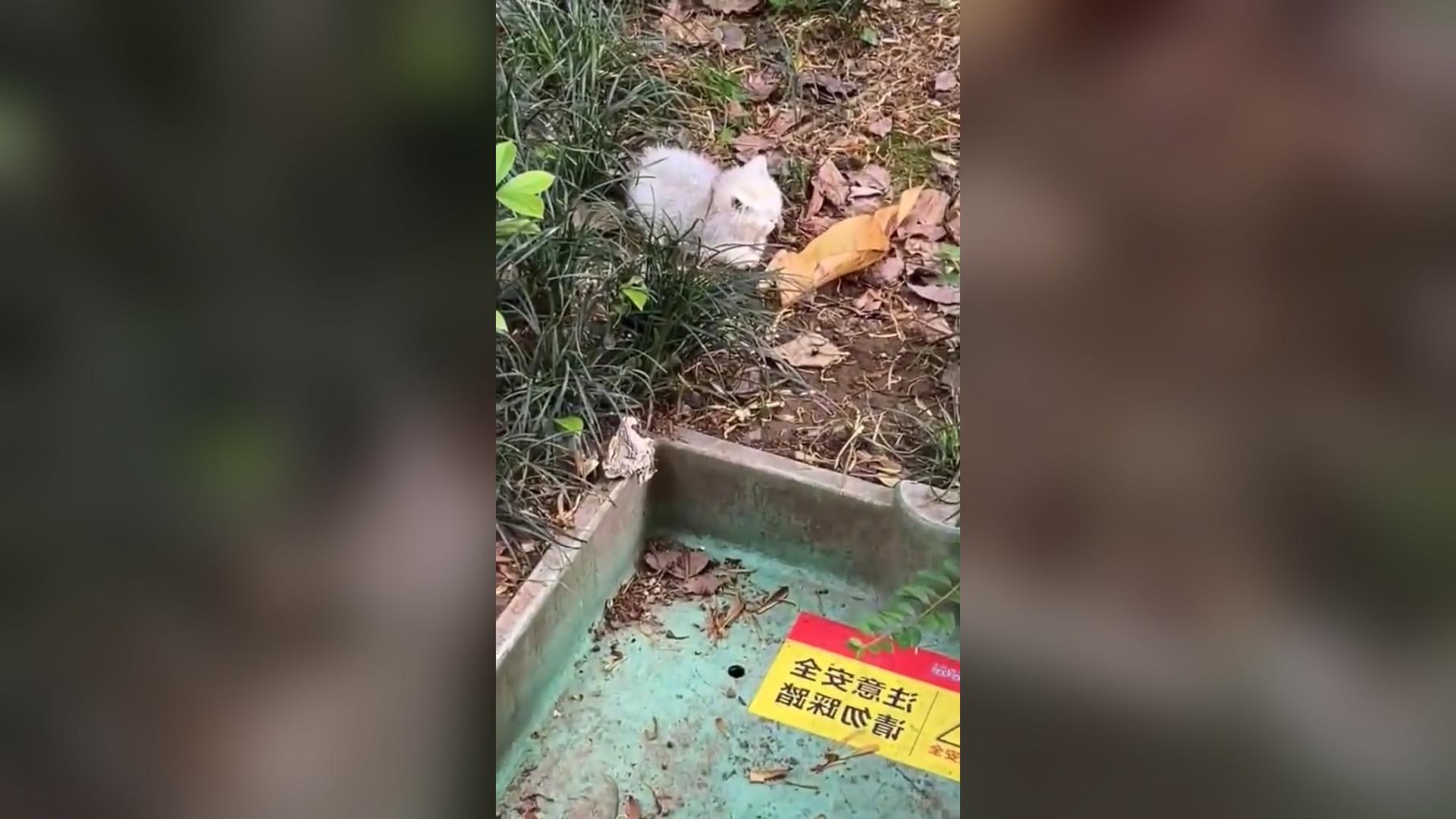 B2104031_rescue poor kitten and happy ending � #rescueanimals #kittensoftiktok #cuteanimals #fyp #kitten