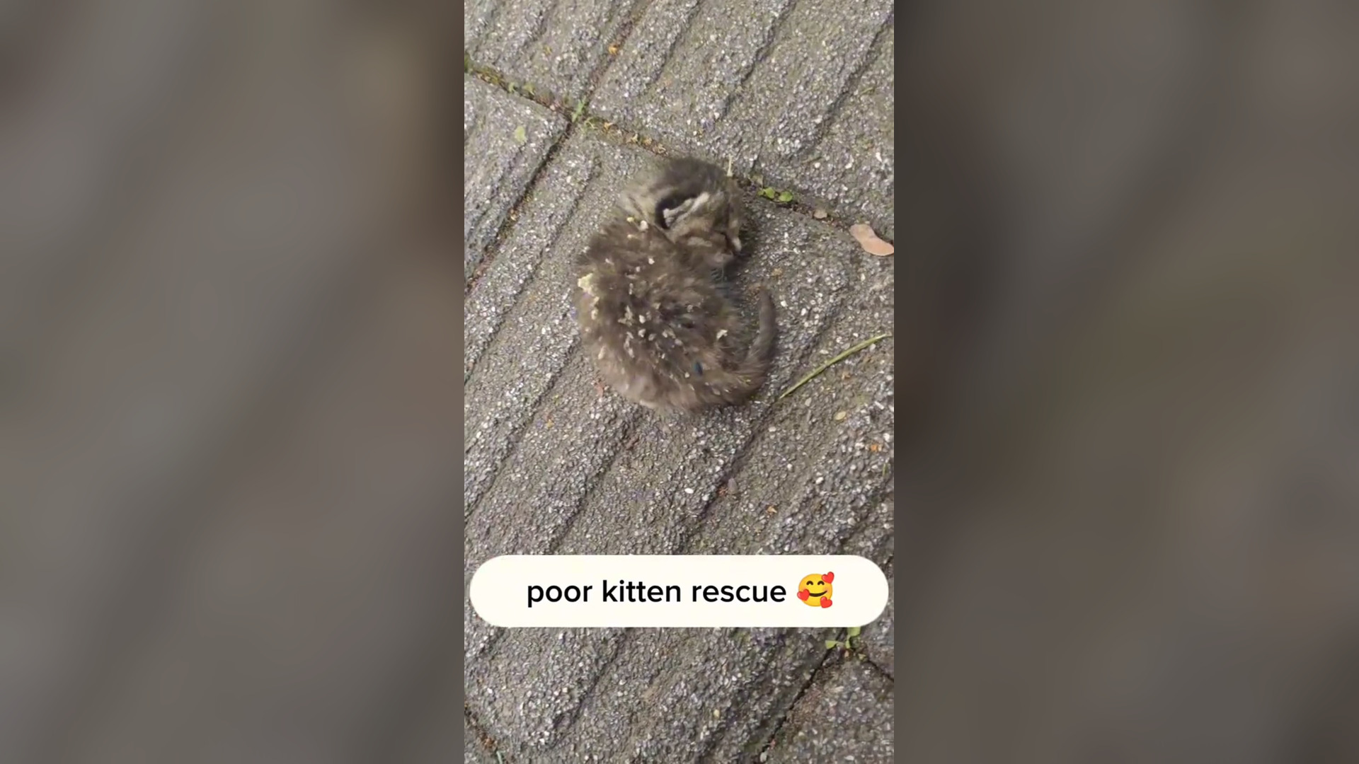 B2104032_rescue poor kitten and happy ending �� #rescuekitten #animalsoftiktok #babycat #rescueanimals #kit