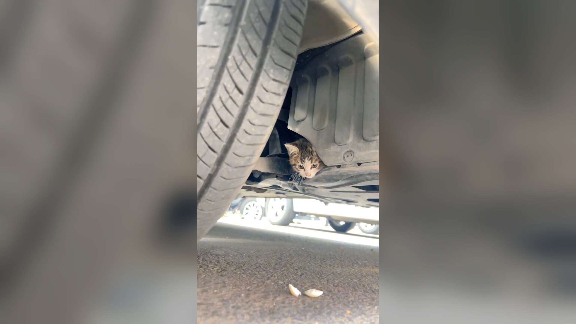 B2104033_rescue poor kitten the kitten is very cute and happy ending � #kitten #rescueanimals #animalsoftikt