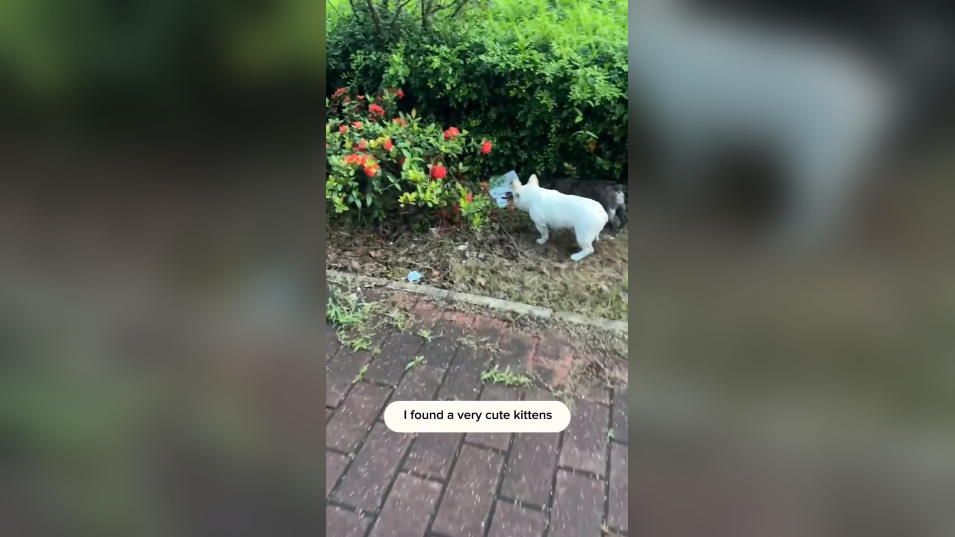 B2104034_rescue poor kittens and happy ending � #rescueanimals #kittensoftiktok #rescuekittens #animalsoftik